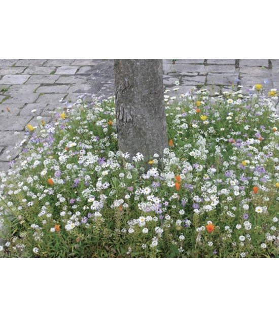 Pied de Mur - Prairie Fleurie