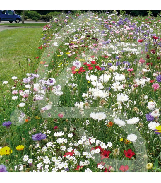 Rusti'flore - Prairie Fleurie