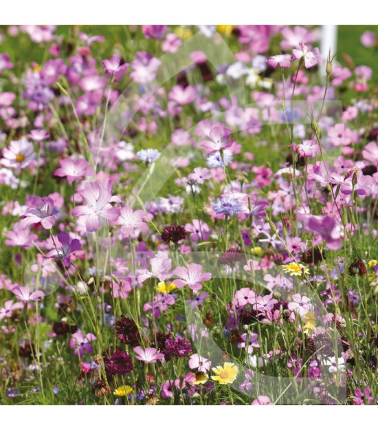 Sérénade – Prairie Fleurie