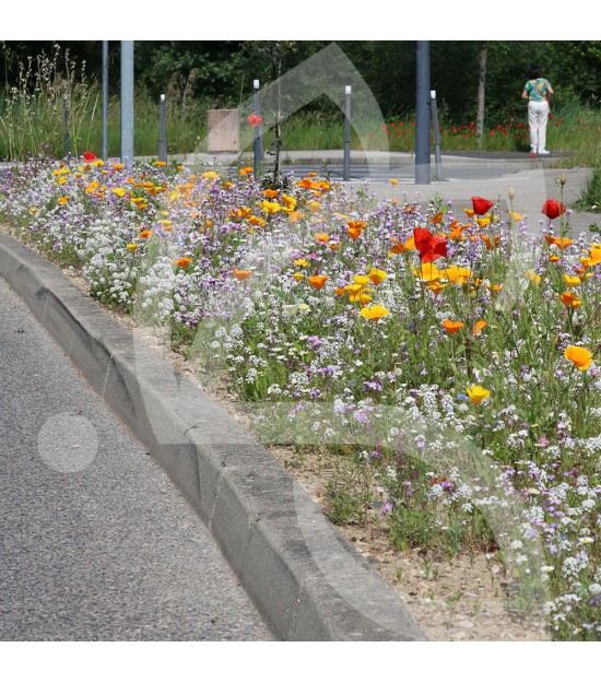 Tom-Pouce couvre-sol - Prairie Fleurie