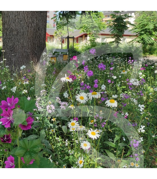 Schattige Zone - Blumenwiese