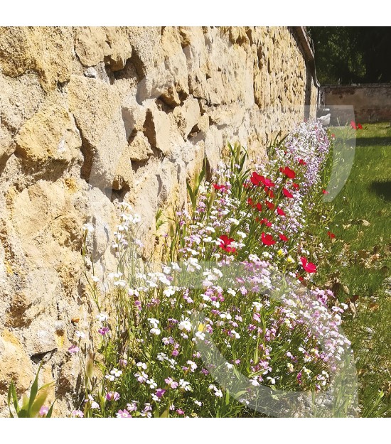 Pied de Mur - Prairie Fleurie