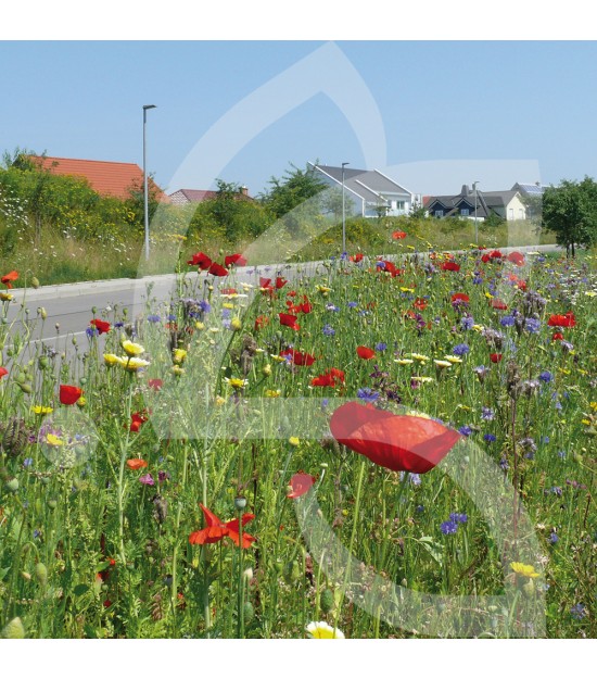 Staudenmiete - Blumenwiese