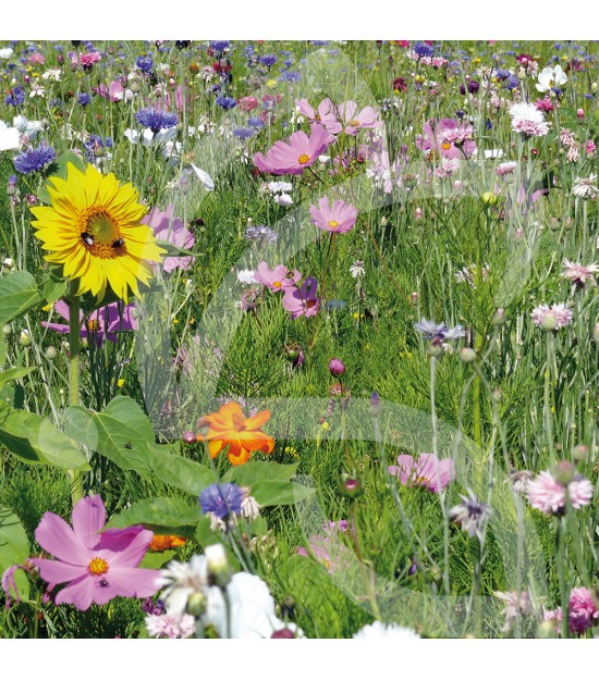 Miellée annuelle - Prairie Fleurie