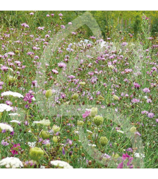 Natura papillon - Prairie Sauvage