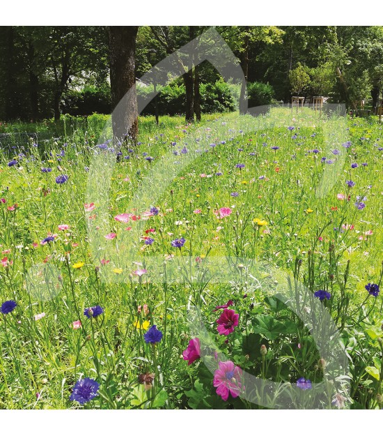 Schmetterling Stauden - Blumenwiese