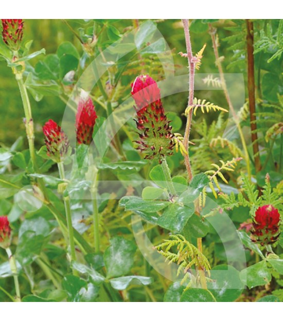 Mélange d'Engrais verts "Écologique"