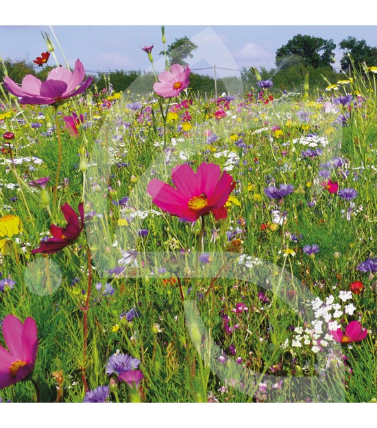 Schmetterling Einjährig - Blumenwiese