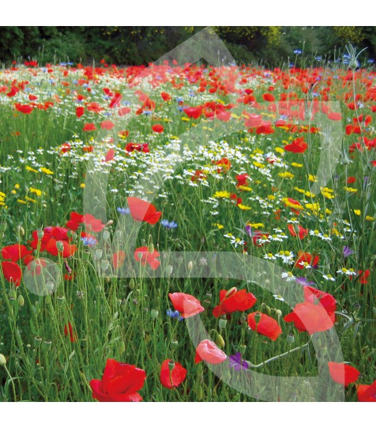 Rusti'flore - Prairie Fleurie