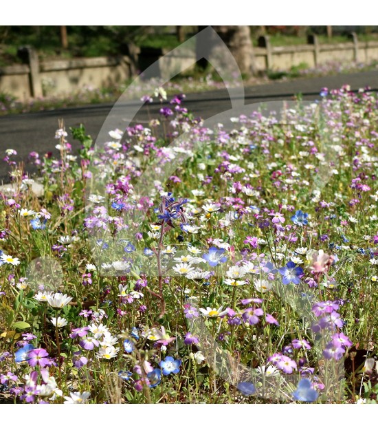 Gazon Fleuri - Prairie Fleurie