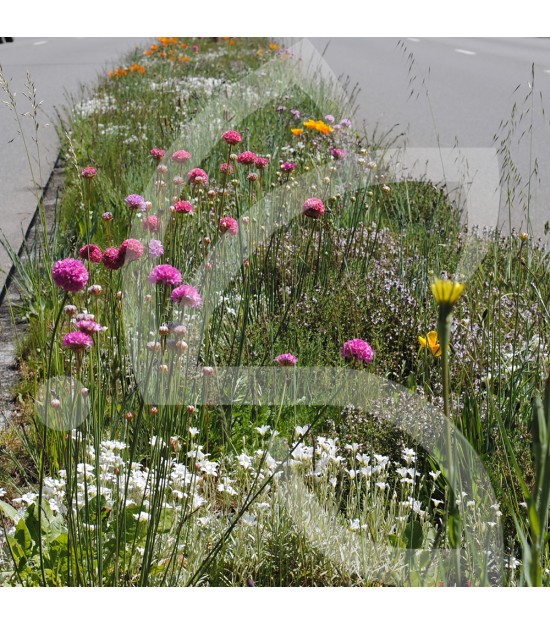 Gazon Fleuri - Prairie Fleurie