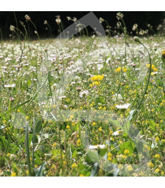 Gazon Fleuri - Prairie Fleurie