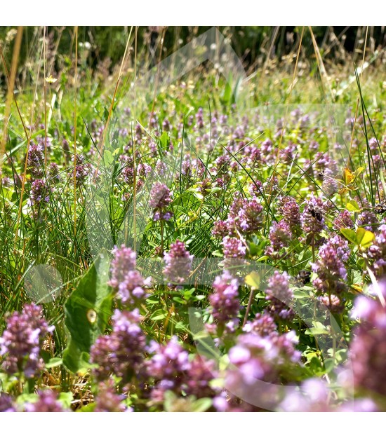 Gazon Fleuri - Prairie Fleurie