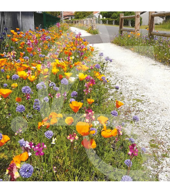 Tom-Pouce Sensation - Prairie Fleurie