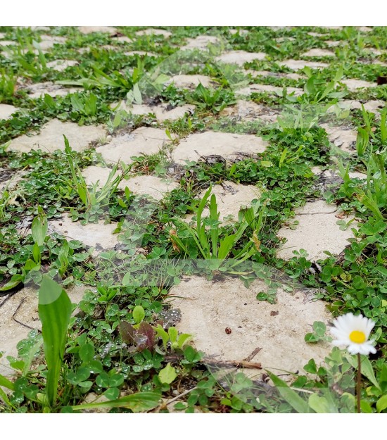 Pied de Mur - Prairie Fleurie