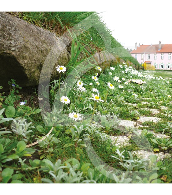 Pied de Mur - Prairie Fleurie