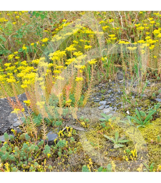 Pied de Mur - Prairie Fleurie