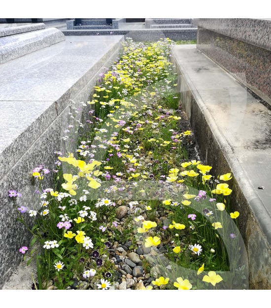 Pied de Mur - Prairie Fleurie