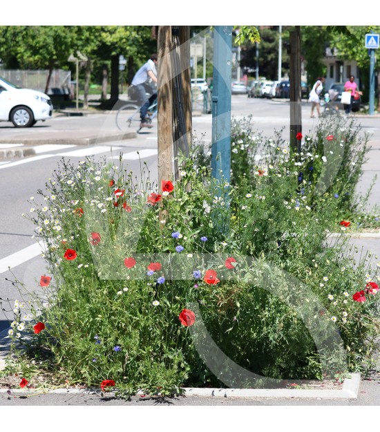 Pied de Mur - Prairie Fleurie