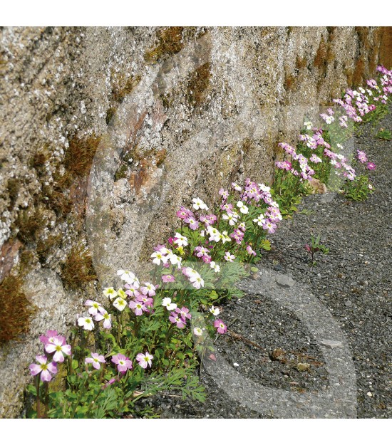 Pied de Mur - Prairie Fleurie