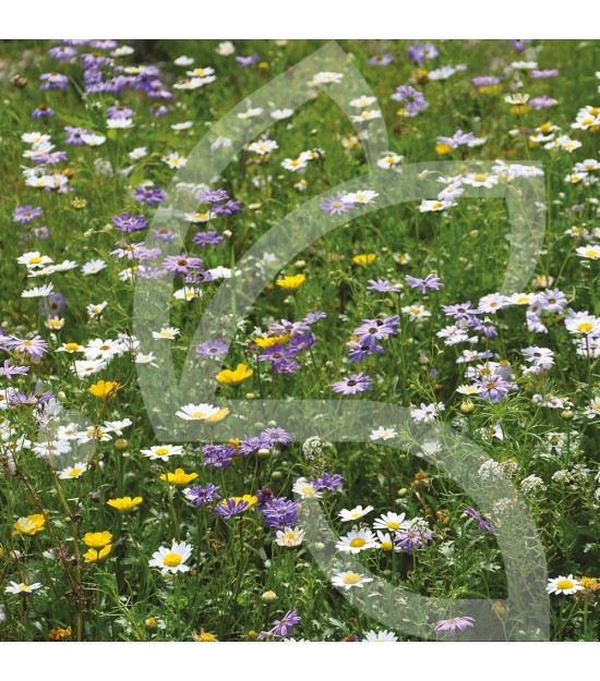 Pied de Mur - Prairie Fleurie