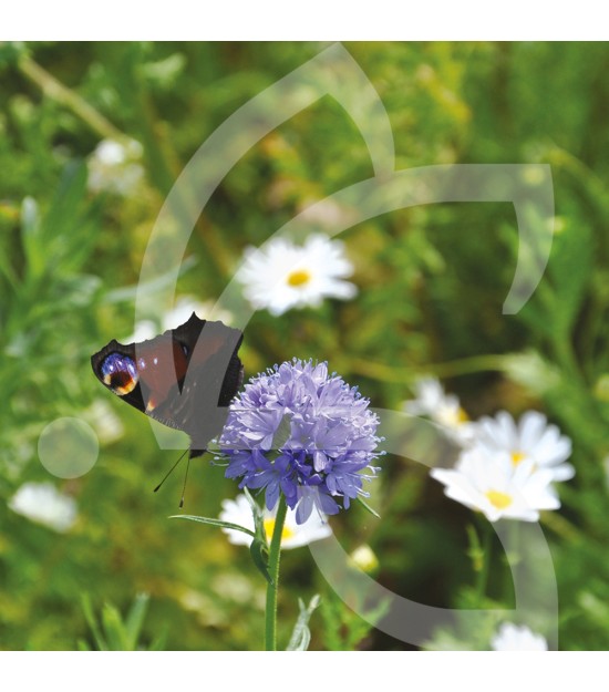 Pied de Mur - Prairie Fleurie