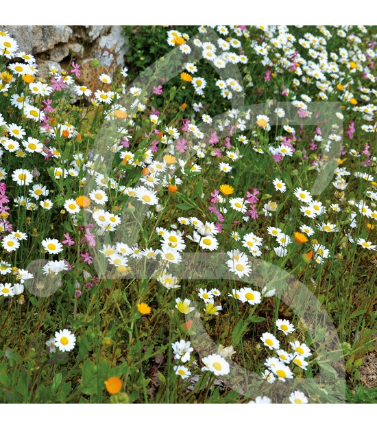 Pied de Mur - Prairie Fleurie