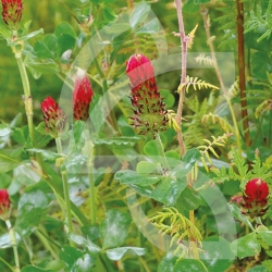 Mélange d'Engrais verts "Écologique"