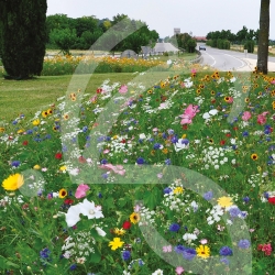 Elégance - Prairie Fleurie