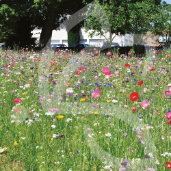 Nova-Déco - Prairie Fleurie