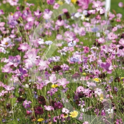 Sérénade – Prairie Fleurie