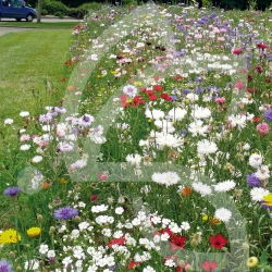 Rusti'flore - Prairie Fleurie