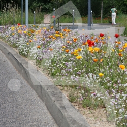 Tom-Pouce couvre-sol - Prairie Fleurie