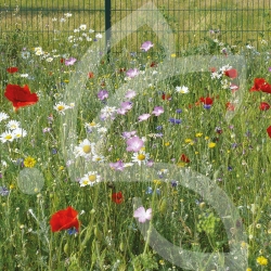 Aquarel vivace - Prairie Fleurie