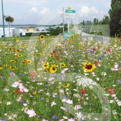 Pérennis - Prairie Fleurie