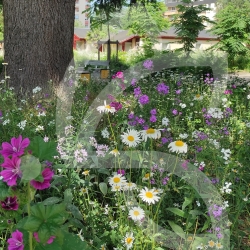 Schattige Zone - Blumenwiese