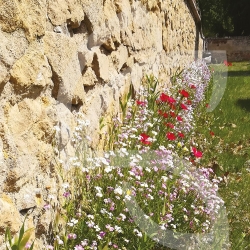 Pied de Mur - Prairie Fleurie