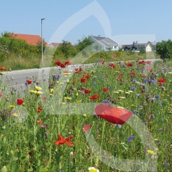 Staudenmiete - Blumenwiese