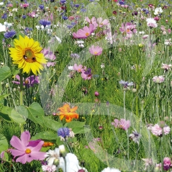 Einjährige & Mehrjährige Hongblüten Connect