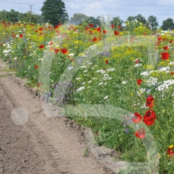 PBI - Mélange Auxiliaire Horticole