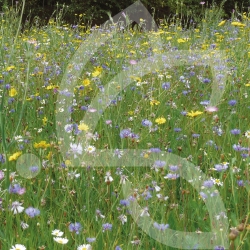 Natura Nützlinge - Wilde Wiese