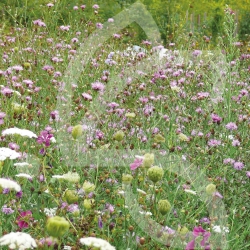 Natura papillon - Prairie Sauvage