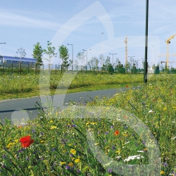 Ökologischer Straßenrand - Blumenwiese