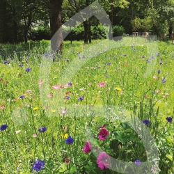 Schmetterling Stauden - Blumenwiese