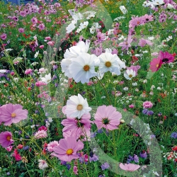 Sommerpastellfarben - Blumenwiese