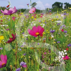 Schmetterling Einjährig - Blumenwiese