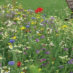 Zone ombrée - Prairie Fleurie