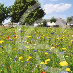 Natura Nützlinge - Wilde Wiese