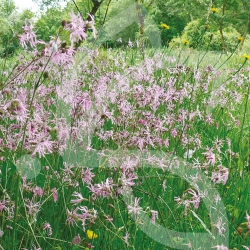 Noé Pollinisateurs Sauvages 