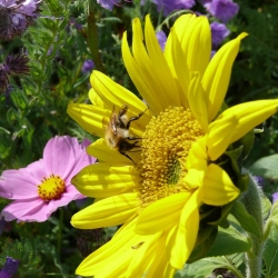 Miellée annuelle - Prairie Fleurie